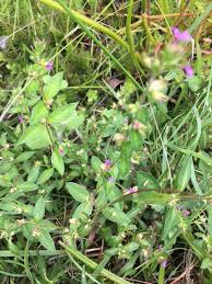 Image result for Cuphea carthagenensis