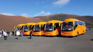 Having a puppy is one of the best experiences that one could have. Do You Want To Enjoy A Camel Ride In Lanzarote Grupo1844 Will Take Care Of Your Transportation Grupo1844