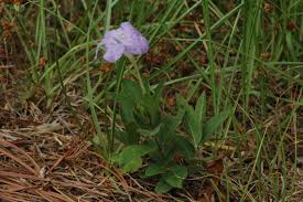 Image result for Vandellia humilis
