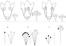 Image result for Zehneria tridactyla