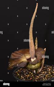 Image result for Amorphophallus lewallei