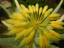 Image result for Aloe bukobana