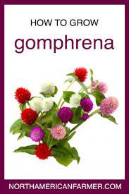 Pin On Flower Gardening