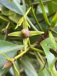 Image result for Rhizophora racemosa