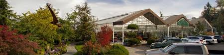 When did watson's greenhouse in puyallup, wa open? Watson S Greenhouse And Nursery Gigi Is A Great Employee There Greenhouse Nursery Puyallup Wa