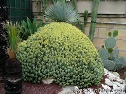 Image result for Euphorbia