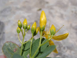 Image result for Hypericum roeperianum