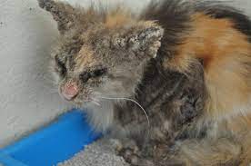 It's also called scabies in limited infections can appear on human skin when they get in direct contact with cats with mange. Mange In Cats Definition Treatment Prevention