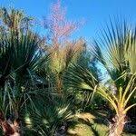 Image result for Nannorrhops ritchieana