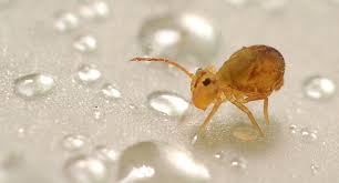 💚 springschwänze krabbeln am feuchten boden, mit der diy makrolinse in die verborgenen welten hinein, abenteuer mikrokosmos. Das Durchleuchtete Urinsekt Forum Fur Naturfotografen