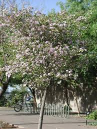 Image result for Bauhinia variegata