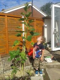 Start sprouting to receive up to 900% more nutrition from your food. How To Grow Sunflowers The Big Sunflower Project