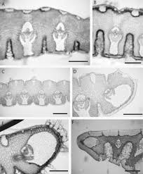 Image result for Xerophyta pseudopinifolia