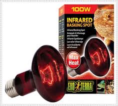 Bearded Dragon Care For Beginners Bearded Dragon Habitat Setup Lighting And Heating Visit our site for growth and engagement services!