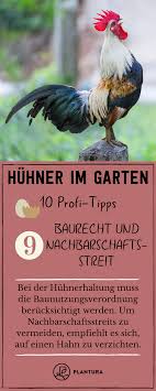 Huhner Im Garten 10 Profi Tipps Zur Richtigen Haltung Huhner Im Garten Huhnerhaltung Im Garten Und Huhnergarten