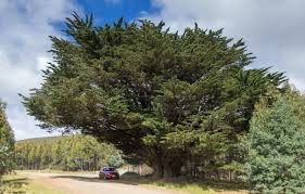 Image result for Cupressus macrocarpa