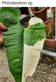 Pin By Russ On Philodendron Plant Leaves Plants Philodendron