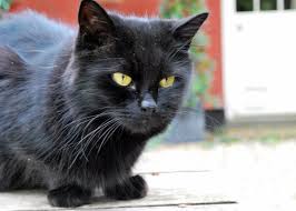 Buy asthma & bronchitis medication for your cat at allivet.com. Feline Asthma And Bronchitis Triggers And Treatment Pawesome Cats