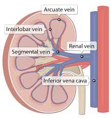 There is a printable worksheet available for download here so you can take the quiz with pen and paper. Kidney Gross Anatomy Lesson Human Bio Media