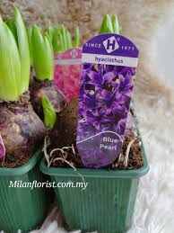 milan florist 风信子hyancinthus blue pearl chinese new year cabbage