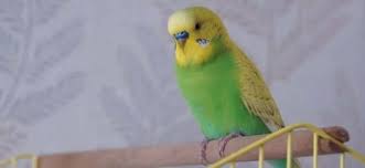 muhabbet kusu ciftlesme belirtileri kus yuvam