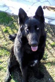 Black And White German Shepherd With Blue Eyes Mix Breeds Cocker Spaniel And Half Blue Heeler Gsd Mixes 29 Mixed Breed Dogs Dog Breeds Dog Crossbreeds