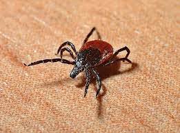 You have to address the mold that serves as their before getting started, pinpoint and repair the source of moisture that caused the mold. How To Get Rid Of Computer Mites In Your Laptop Fast And Easy Bugwiz
