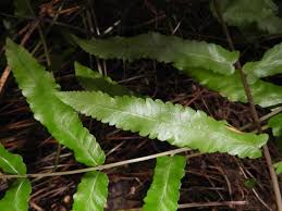 Image result for Ampelopteris