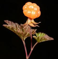 Image result for Rubus kirungensis