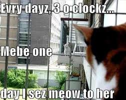 #funnycatmemes 16 wonderful #catmemes to help us get through today, this week, and to #caturday just a wee bit sooner. Caturday Pootie Diary Come Look At Memes With Freddie The Boat Is Stuck Sideways Edition