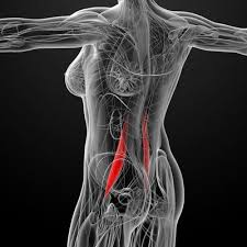 Why Your Psoas Muscle Is The Most Vital Muscle In Your Body Muscle Imbalance Psoas Muscle Muscles In Your Body