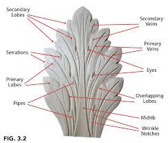 Image result for Acanthus