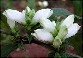 Image result for Vernonia glabra