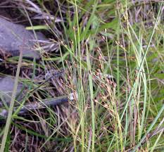 Image result for Rhynchospora gracillima