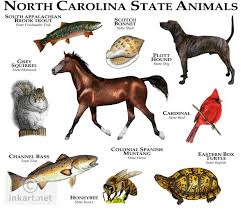 Birds Of Eastern North Carolina Pictures Wildlife Art State Animals Animals Animal Posters Black Forest Animals