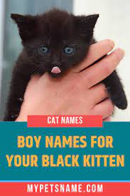 Sharon wood may 30, 2020, 5:35 am. Boy Black Cat Names Boy Cat Names Black Cat Names Male Black Cat Names