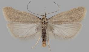 Image result for Acompsia subpunctella