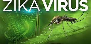 Wabah virus in diduga dibawa nyamuk aedes aegypti. Virus Zika Dibawa Oleh Nyamuk Aedes Andri