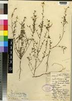 Image result for Indigofera tanganyikensis