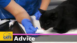 Annapolis cat hospital's how to: How To Clean Your Cat S Teeth Feline Dental Care Youtube