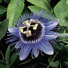 Passion Flower Purple Haze Passiflora Hybrid Passion Flower Passiflora Fragrant Plant