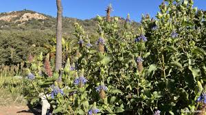 Image result for Coleus hereroensis