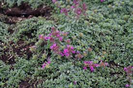 Dieser bodendecker thymian ist ein stark verzweigter halbstrauch mit einer wuchshöhe von circa 10 cm und einem kriechenden. Garten Thymian Red Carpet Thymus Praecox Red Carpet Garten Von Ehren Qualitat Seit 1865 Garten Von Ehren