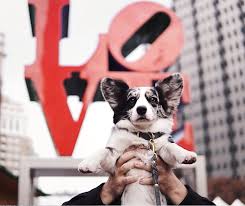 Maybe you would like to learn more about one of these? A Dog Friendly Weekend In Philadelphia Navy Corgi