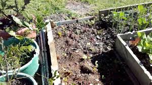 Musim dingin di new zealand berlangsung dari bulan juni hingga agustus, tidak seperti di negara empat musim lainnya yang umum dikenal yakni sekitar bulan november hingga awal februari. Kebun Sayur Mini Di New Zealand Saat Musim Dingin Youtube
