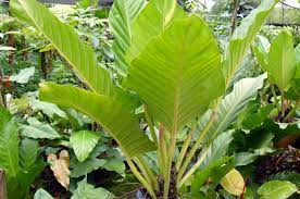 In contrast, monstera deliciosa needs support to climb because it is a vining plant that uses aerial roots to attach itself to nearby structures including trees, moss poles, and trellis. Self Heading Philodendrons Plants And Nature
