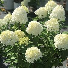 Image result for Basella paniculata