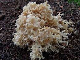 Orange jelly fungus (dacrymyces palmatus), also sometimes known as witch's butter, is an amber jelly fungus (exidia recisa) mushroom foraging. Cauliflower Fungus