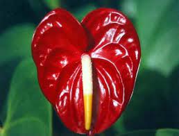 Hawaiian Red Authurium Favorite Plant Anthurium Plant Anthurium Flower Anthurium