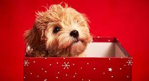 By applying for a maltipoo rescue, you may select age, location, and gender of the desired dog for adoption. Maltipoo Your Guide To The Adorable Maltese Poodle Mix